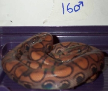 2002 male BRB