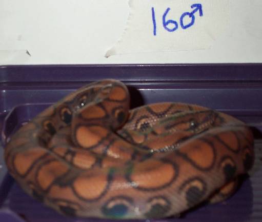 2002 male BRB