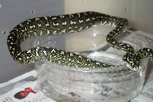 2002 3/4 Diamond Python