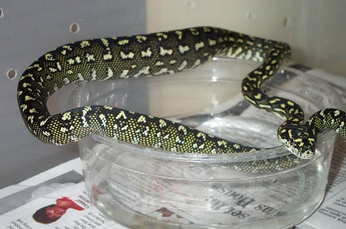 2002 3/4 Diamond Python
