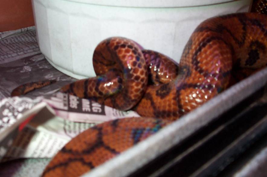 Mating Brazilian Rainbow  Boas