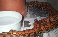 Mating Brazilian Rainbow Boas