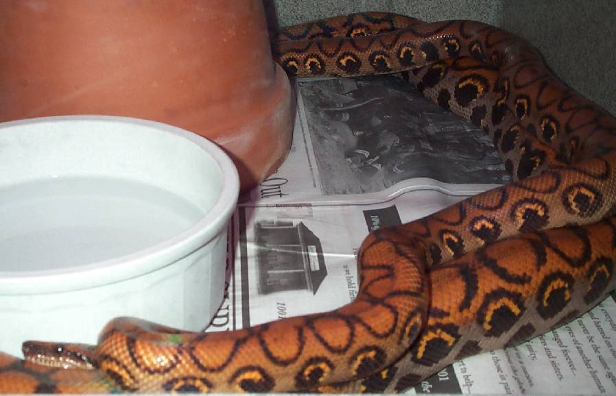 Mating Brazilian Rainbow Boas