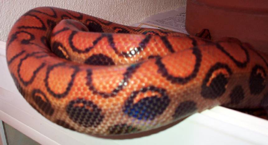 Adult Female BRB