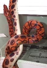 Adult female BRB