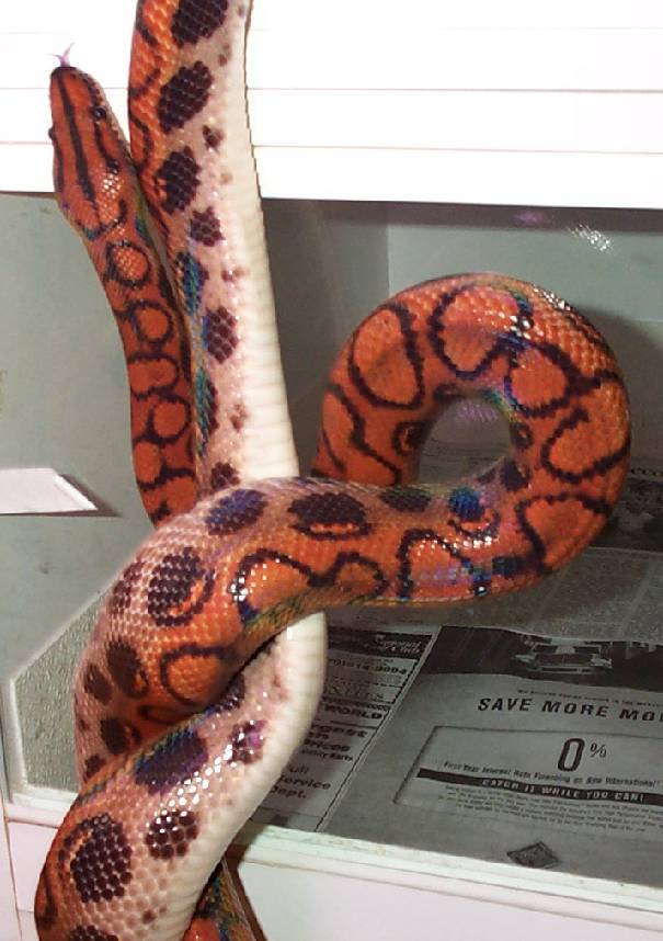 Adult female BRB