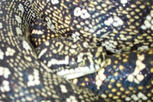 Pair of 3.5 year old Diamond Pythons