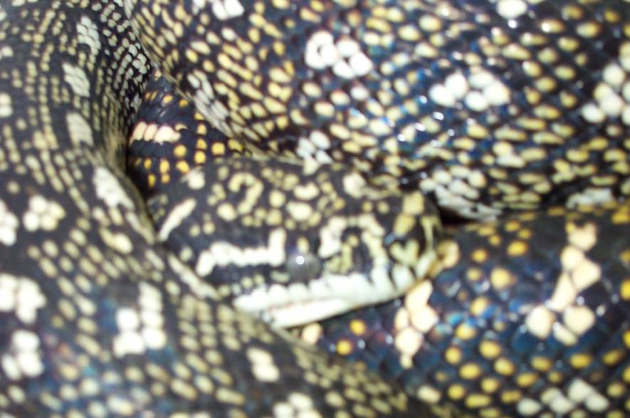 Pair of 3.5 year old Diamond Pythons