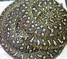 Pair of Diamond Pythons