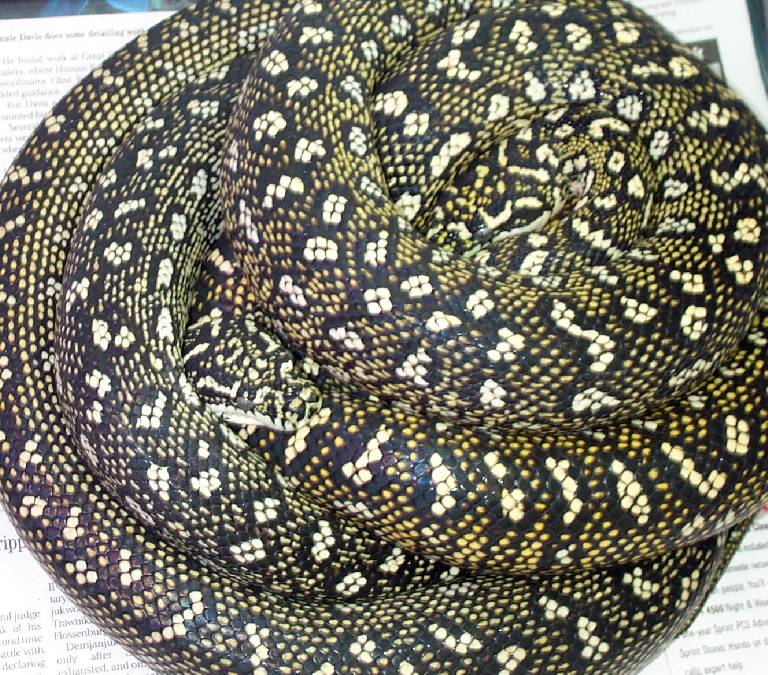 Pair of Diamond Pythons