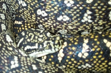 Pair Of Diamond pythons