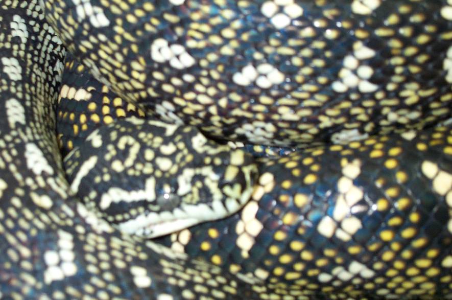 Pair Of Diamond pythons