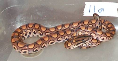 2002 BRB Male #11 NOT FOR SALE!