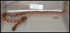 SOLD. 2002 Female BRB #12