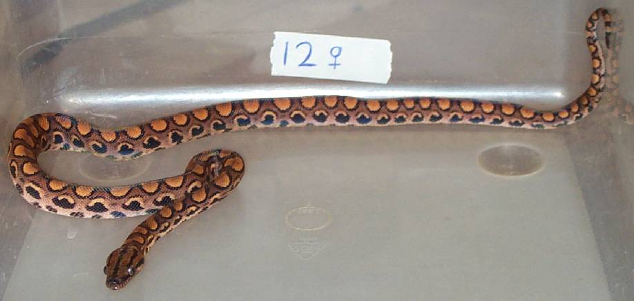 SOLD. 2002 Female BRB #12