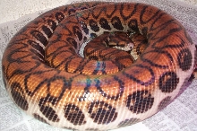 Adult Female Peruvian Rainbow Boa