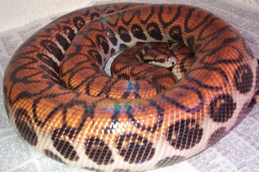 Adult Female Peruvian Rainbow Boa