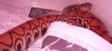 2 year old Female BRB