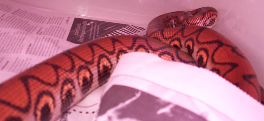 2 year old Female BRB