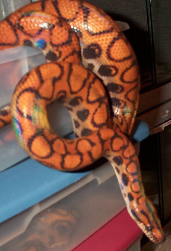 Adult Female BRB