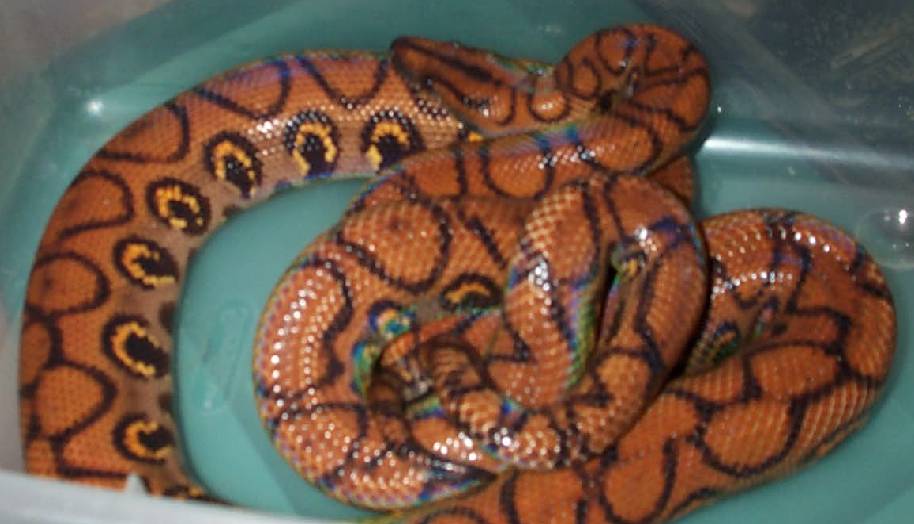 2 year old male BRB