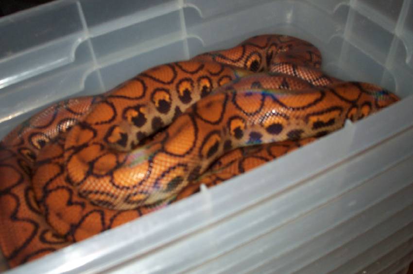 Young pair of BRBs