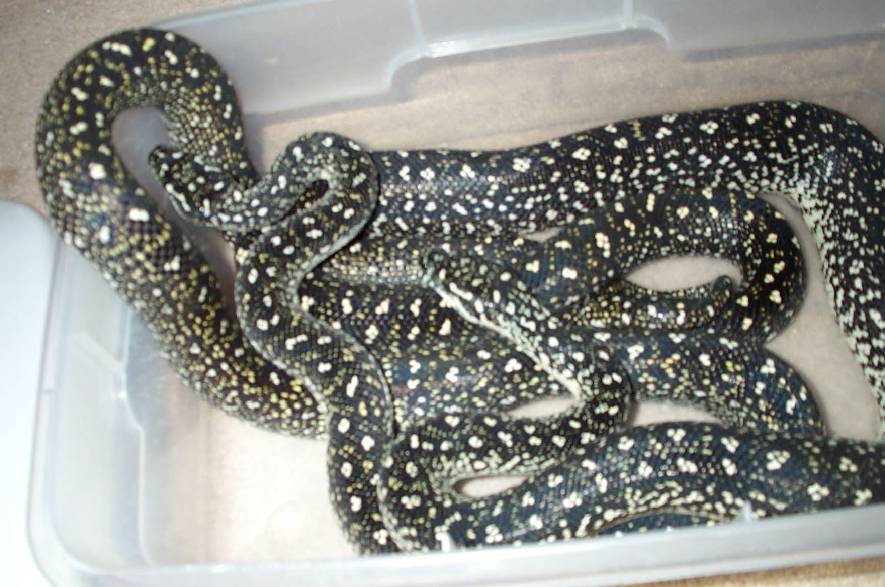 Diamond Pythons. 3 year old pair.