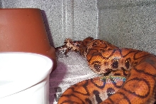 Mating BRBs