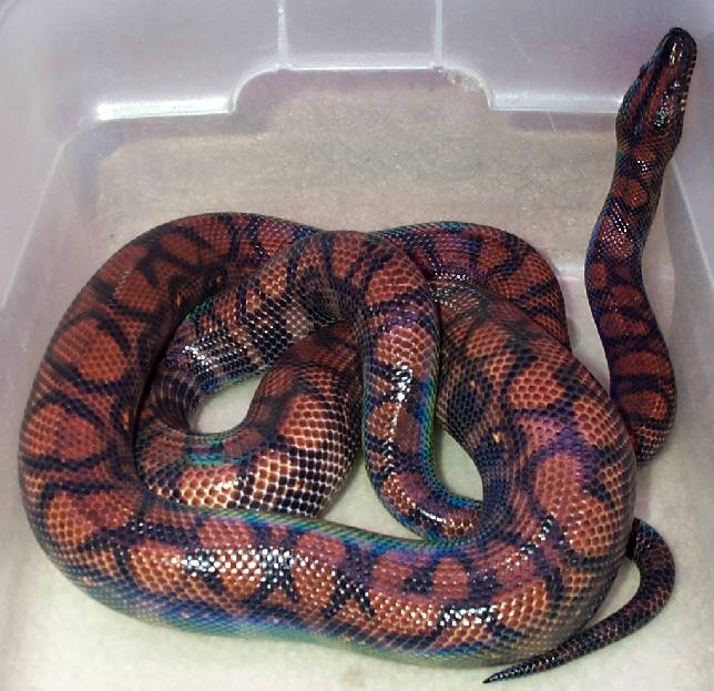 Isla Marajo Rainbow Boa