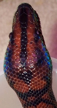 Isla Marajo Rainbow Boa