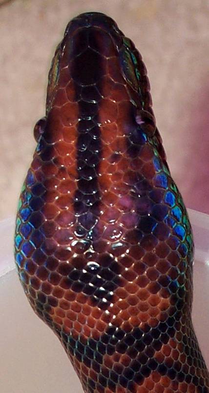 Isla Marajo Rainbow Boa