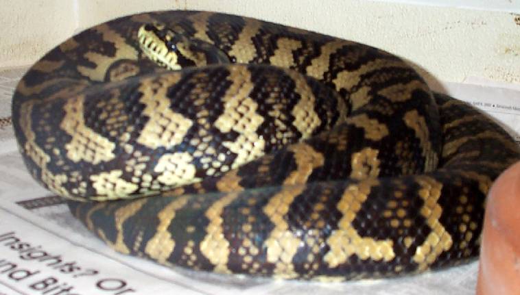 8.5' Female JCP