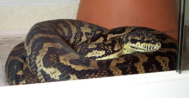 8.5' Female JCP