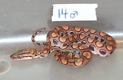 Sold. 2002 Male BRB #14