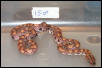 . 2002 Male BRB #15