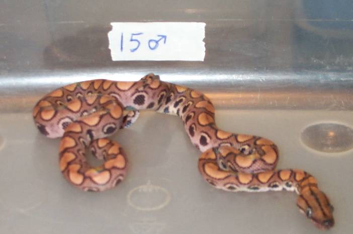 . 2002 Male BRB #15