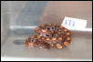 2002 Female BRB #17
