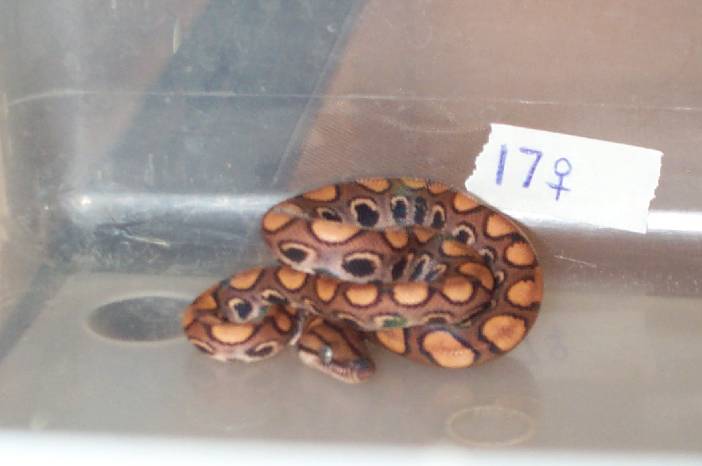 2002 Female BRB #17