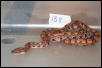 Not For Sale 2002 Female BRB #18
