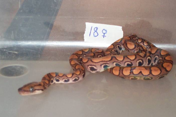 Not For Sale 2002 Female BRB #18
