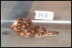 SOLD. 2002 Female BRB #19