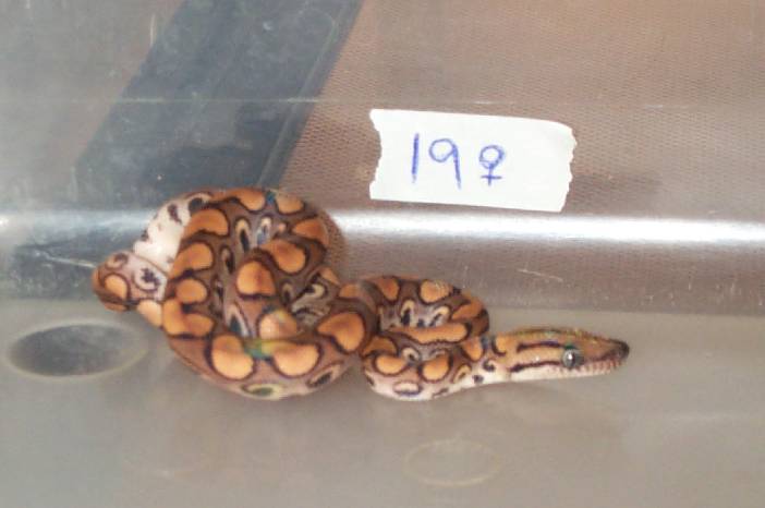 SOLD. 2002 Female BRB #19