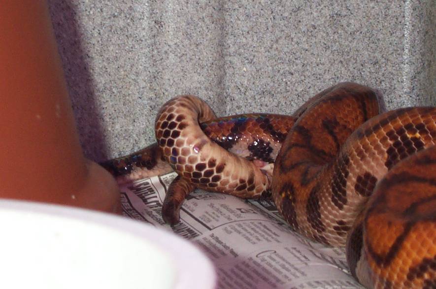 mating BRBs