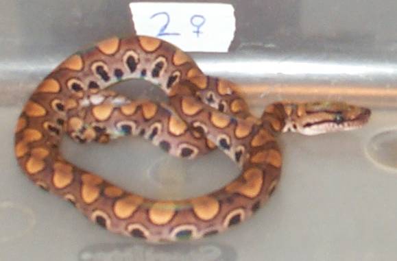 2002BRB Female#2