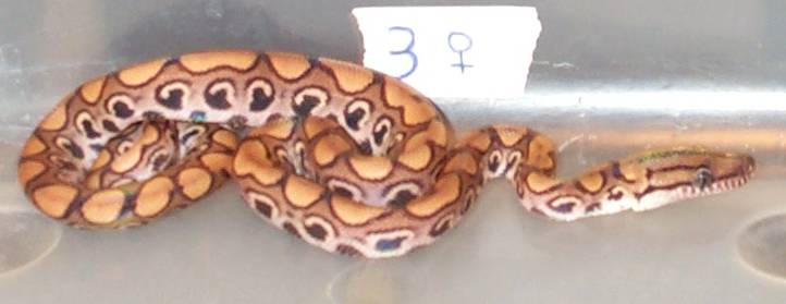 ON HOLD FOR SB. 2002BRB Female#3