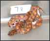 Not For Sale. 2002 BRB Female #7