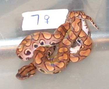Not For Sale. 2002 BRB Female #7