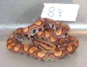 2002 BRB Female #8