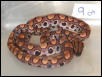 SOLD. 2002 BRB Male #9