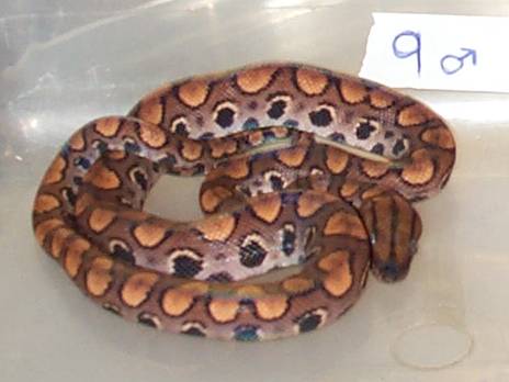 SOLD. 2002 BRB Male #9
